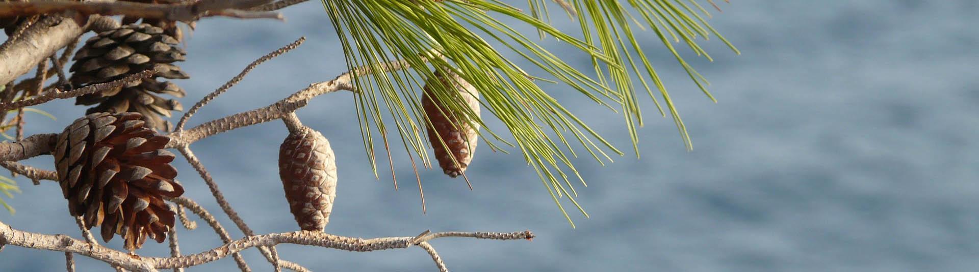 Feriendialyse Ribera